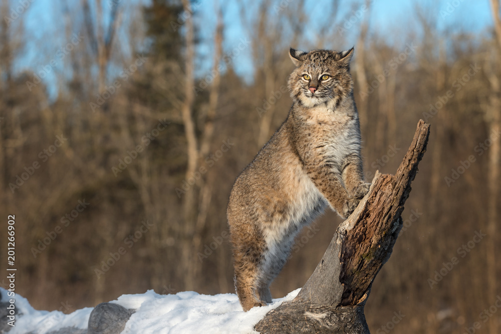 Obraz premium Bobcat (Lynx rufus) Stands on Log Ears Back