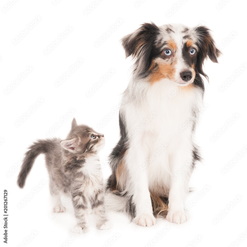 Kitten looking at a small Australian Shepherd Blue Merle dog. On white.. Kitten looking at a small Australian Shepherd Blue Merle dog. On white..
