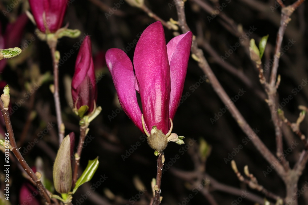 Blooming bright pink magnolia. Night shooting.
