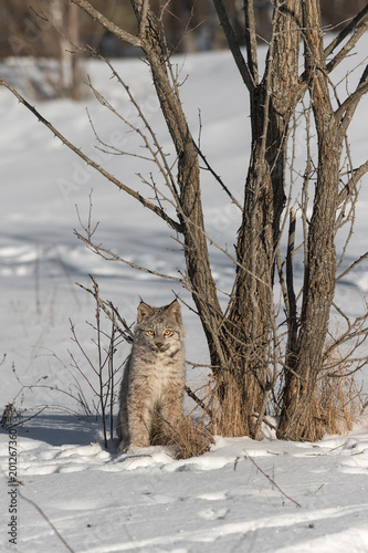 Canadian Lynx (Lynx canadensis) Sits Tall by Tree