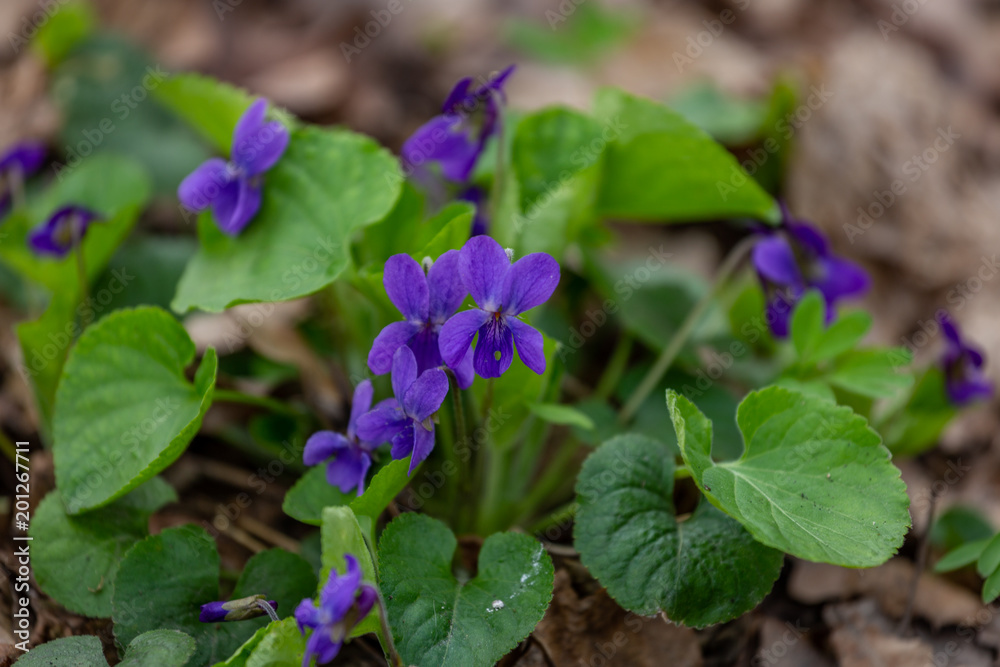 A beautiful spring flower in the forest, early spring. Herbaceous perennial plant - Viola odorata wood violet, sweet violet, english violet, garden viole A beautiful spring flower in the forest, early spring. Herbaceous perennial plant - Viola odorata wood violet, sweet violet, english violet, garden viole