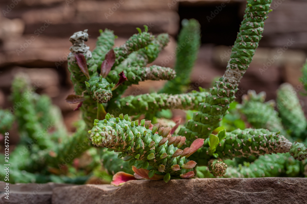 The cactus green nature in the botanical garden The cactus green nature in the botanical garden