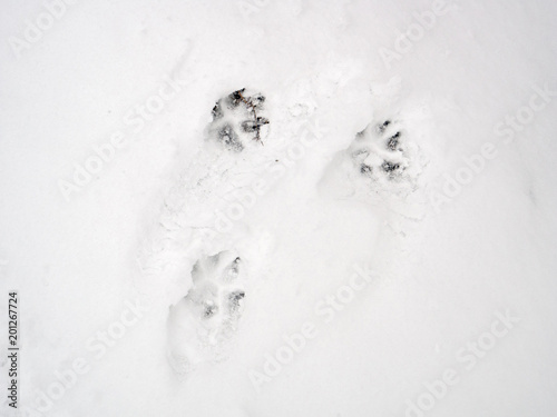 Footprints of an animal in the snow. texture