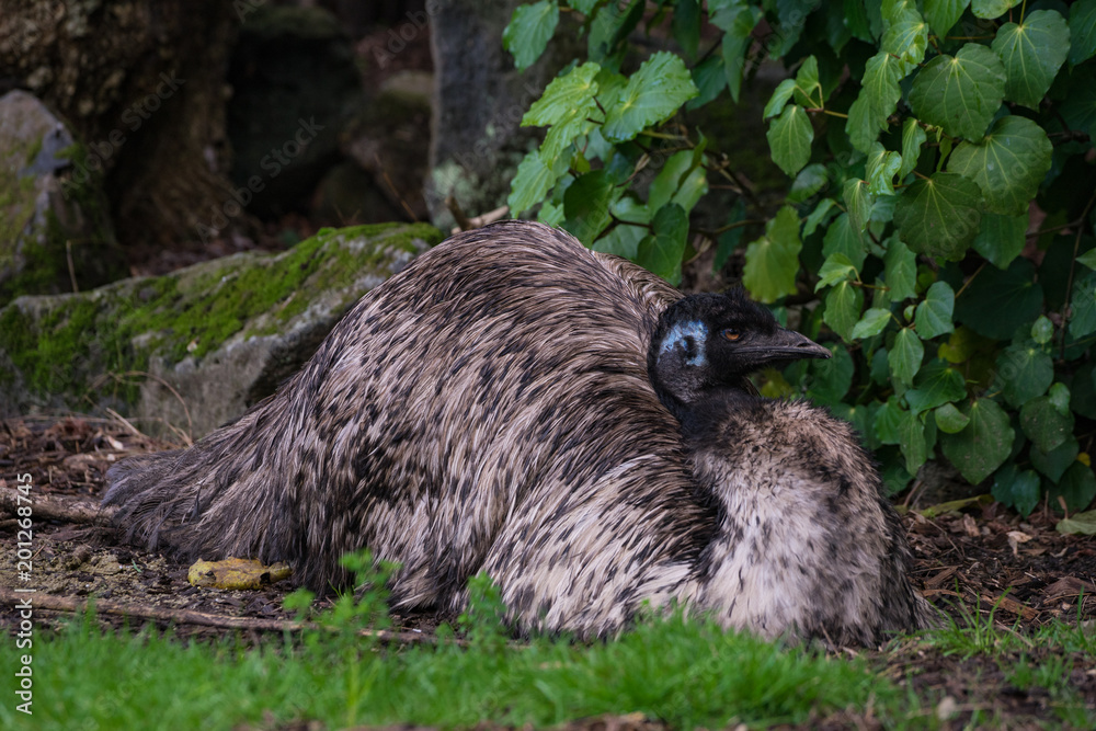 Naklejka premium At the Zoo