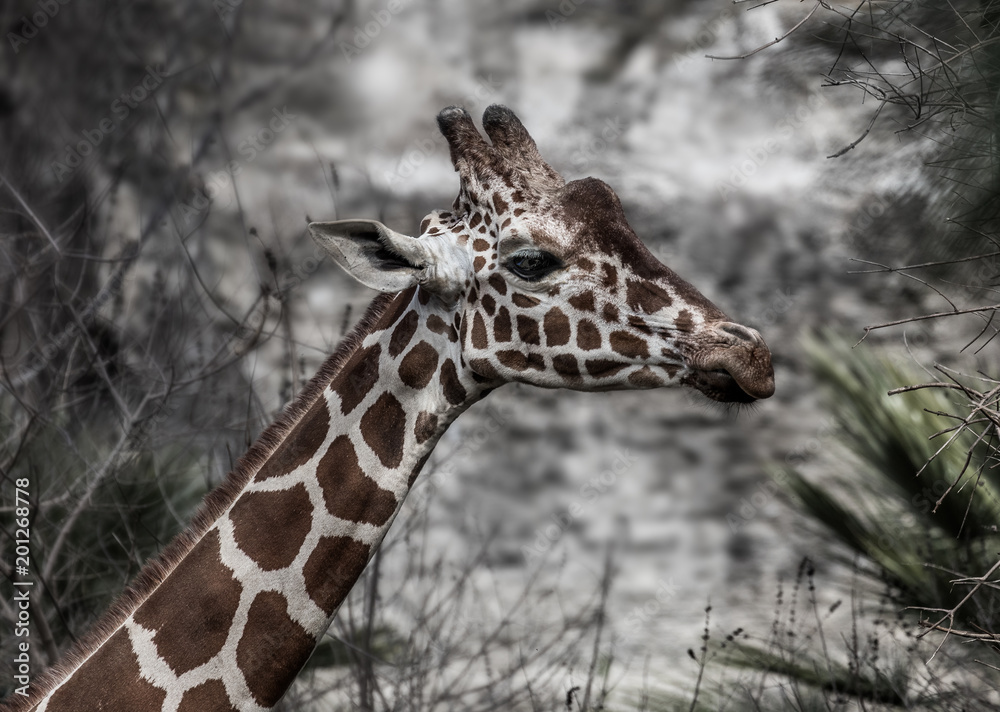 Funny Giraffe smells wrinkles his nose on stone backgroun in daytime Funny Giraffe smells wrinkles his nose on stone backgroun in daytime