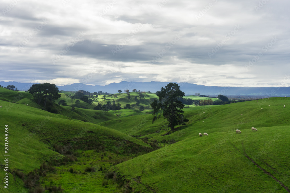 Obraz premium Green Fields