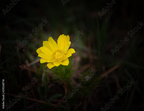 Fototapeta Naklejka Na Ścianę i Meble -  Yellow pheasant's eye or Adonis vernalis is a lovely wild flower from top view