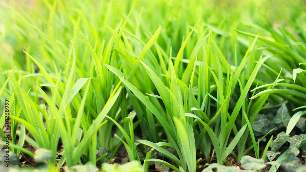 Fresh green spring grass closeup. Abstract Nature Background Fresh green spring grass closeup. Abstract Nature Background