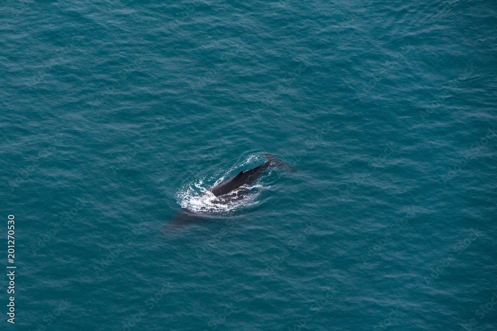 A whale near Kaikoura