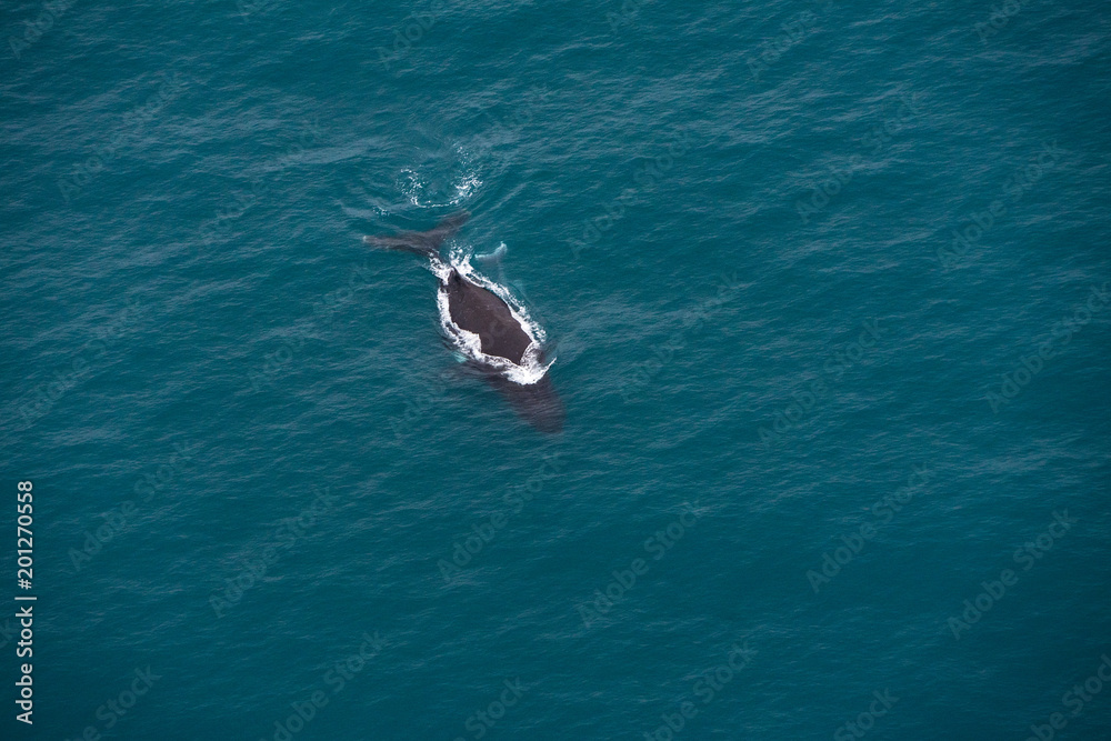 A whale near Kaikoura