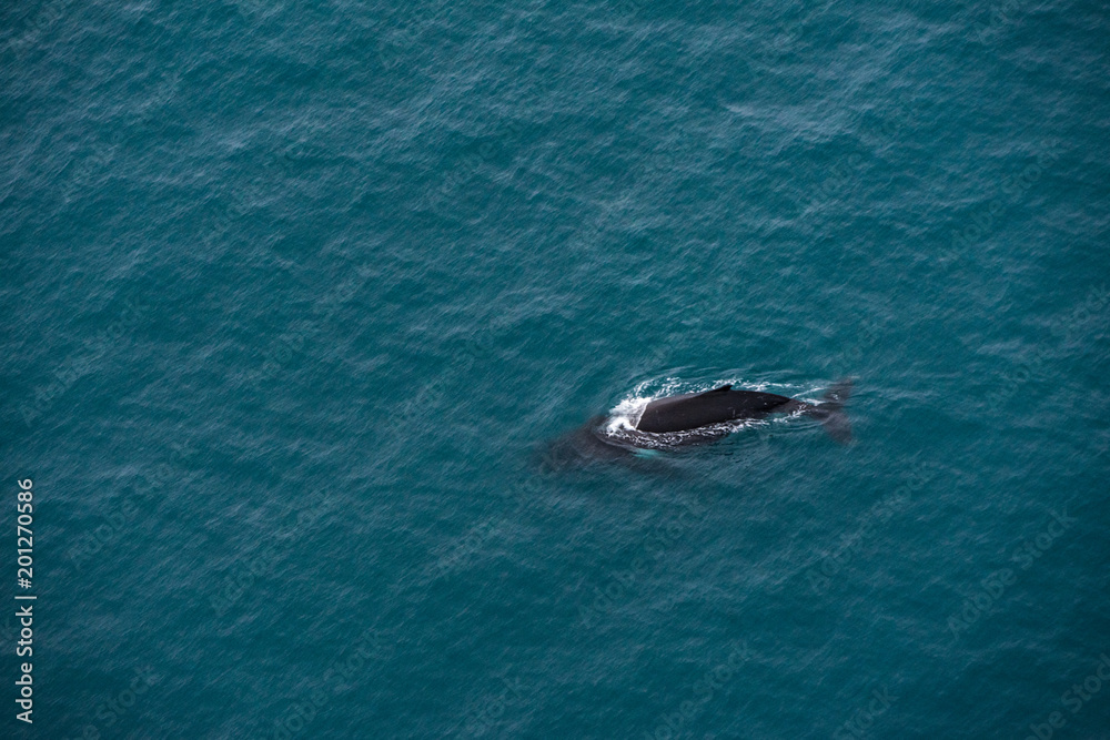 Obraz premium A whale near Kaikoura