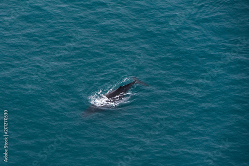 A whale near Kaikoura