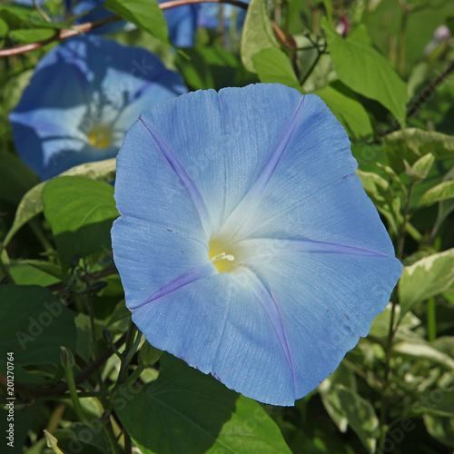 Ipomea indica bleue photo