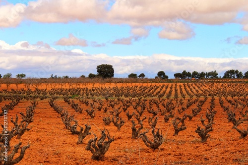 Landscape of vineyards under gray sky in Castilla la Mancha photo