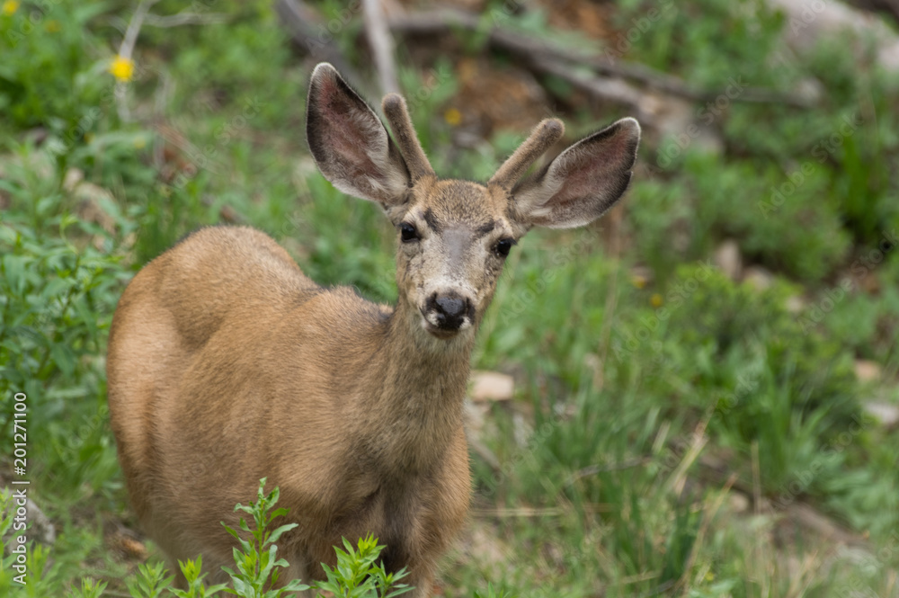 Deer -- Gallatin River 