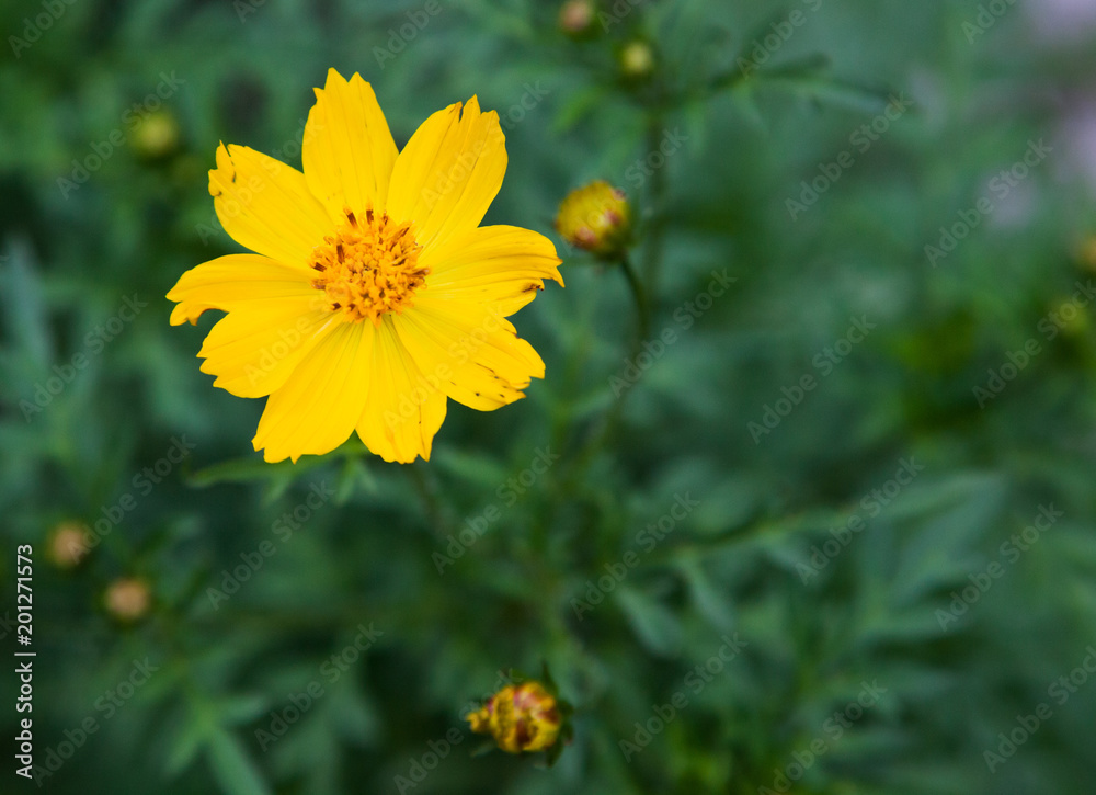 Obraz premium Little Flower