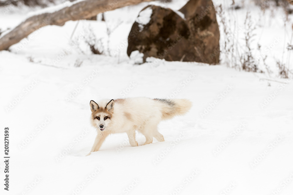 Red Marble Fox (Vulpes vulpes) Walks Left