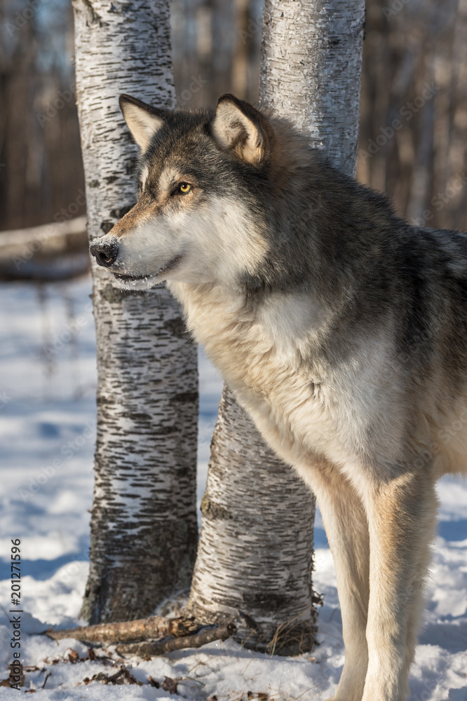 Fototapeta premium Grey Wolf (Canis lupus) Intense Look Left