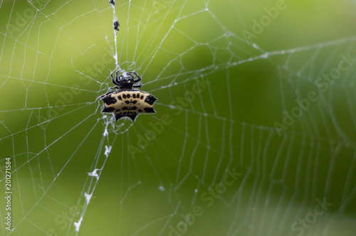 Close up star spider on the web or spider web on green background