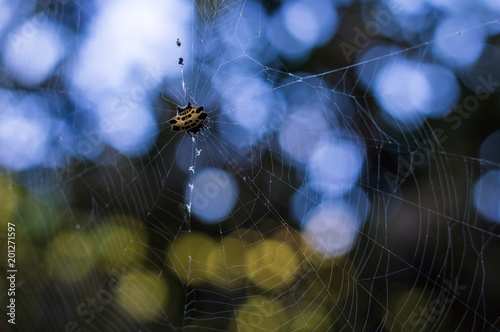 Star spider on the web or spider web on blue and green background