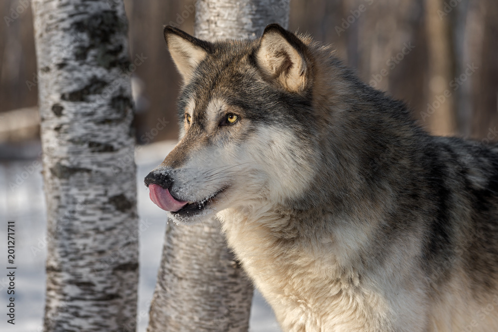 Fototapeta premium Grey Wolf (Canis lupus) Licks Nose