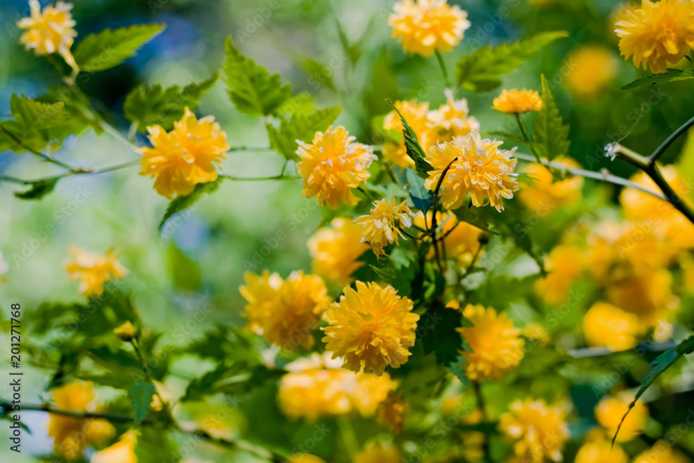 Orange spring flowers Orange spring flowers