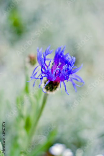 One blue cornflower in spring