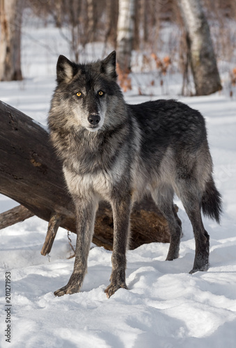Black Phase Grey Wolf (Canis lupus) Stands in Front of Log © hkuchera