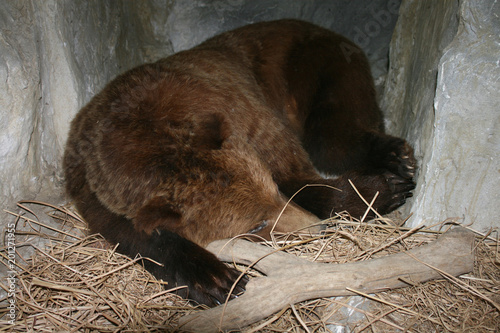 ours en hibernation dans son terrier photo