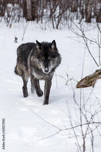 Black Phase Grey Wolf (Canis lupus) Walks Forward