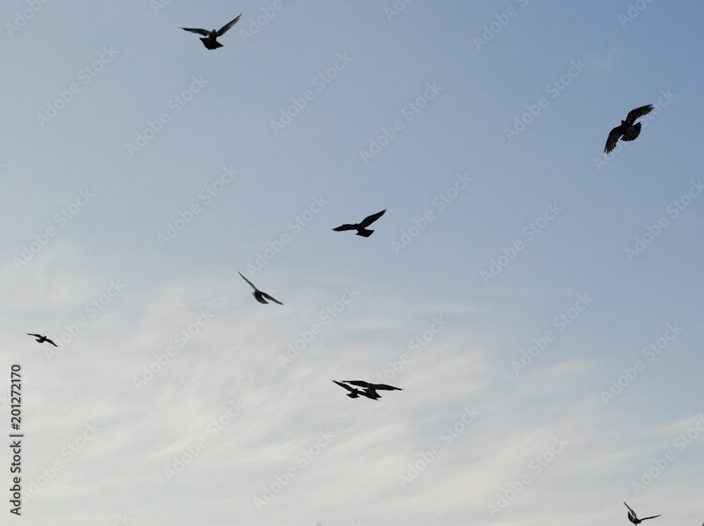 Birds isolated flying in the blue sky