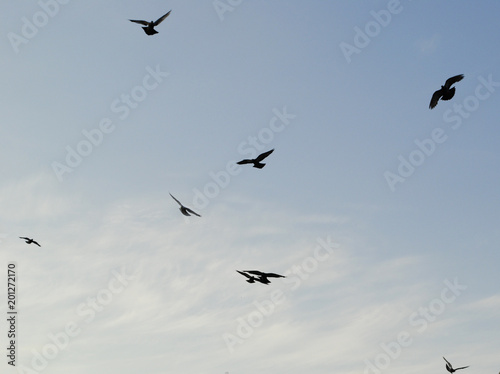 Birds isolated flying in the blue sky © DaliCeMedia