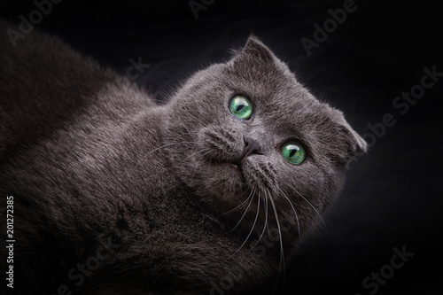 Fototapeta Naklejka Na Ścianę i Meble -  green-eyed cat