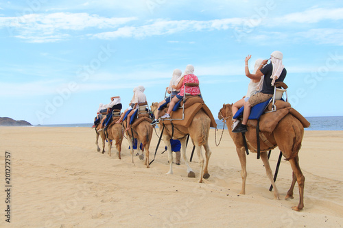 A column of camels in scenic Mexico. Travels. Recreation