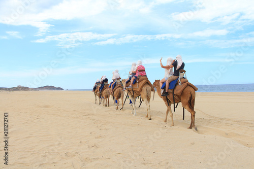 A column of camels in scenic Mexico. Travels. Recreation