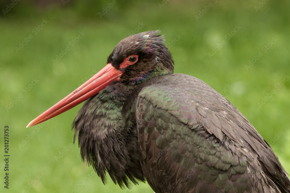 Colorful portrait of a black stork (Ciconia nigra) on green background.  Portrait of big black bird with long red beak on a meadow. Stock Photo |  Adobe Stock