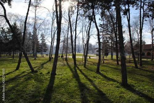 Fototapeta Naklejka Na Ścianę i Meble -  Shadows and light trough the park trees in autumn