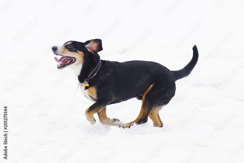 Happy Entlebucher Mountain dog with a collar running outdoors on a snow in winter