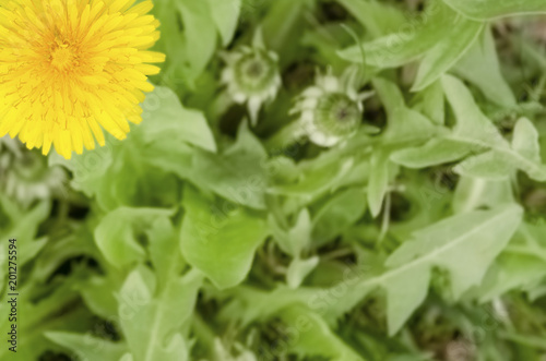 Fototapeta Naklejka Na Ścianę i Meble -  yellow dandelion close-up against a background of green grass