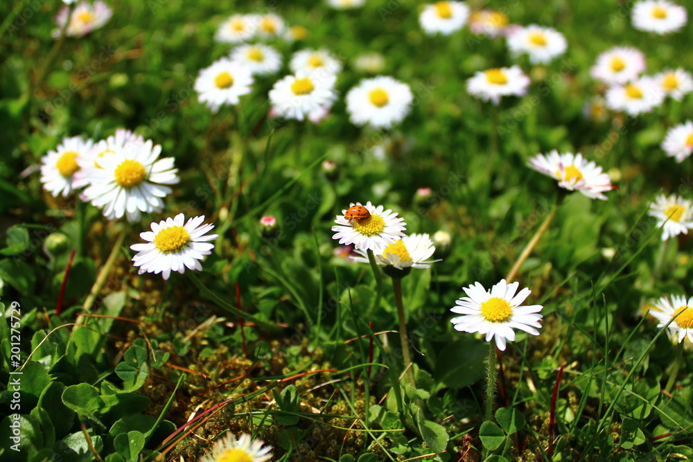 Gänseblümchen Gänseblümchen