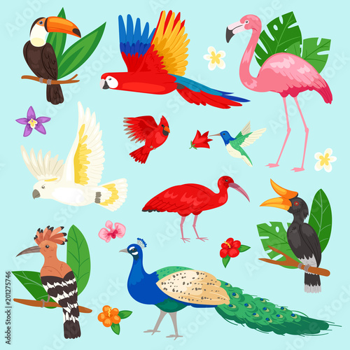 Tropical birds vector exotic parrot or flamingo and peacock with palm leaves illustration set of fashion birdie ibis or hornbill in flowering tropics isolated on background