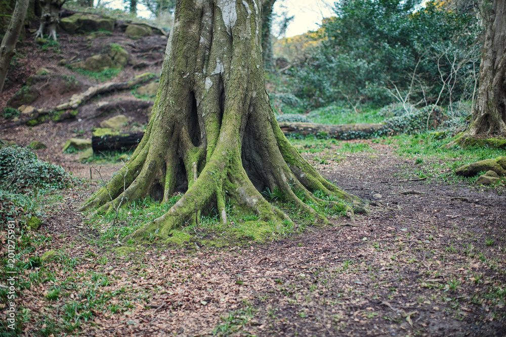 old tree in forest,Northern Ireland old tree in forest,Northern Ireland