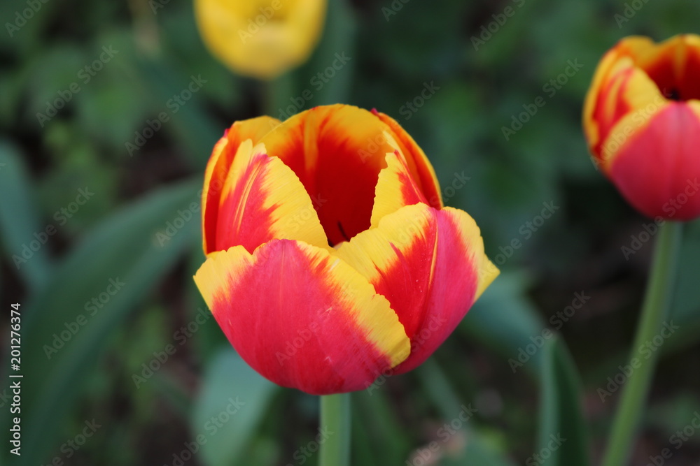 Fototapeta premium Tulip red yellow in garden