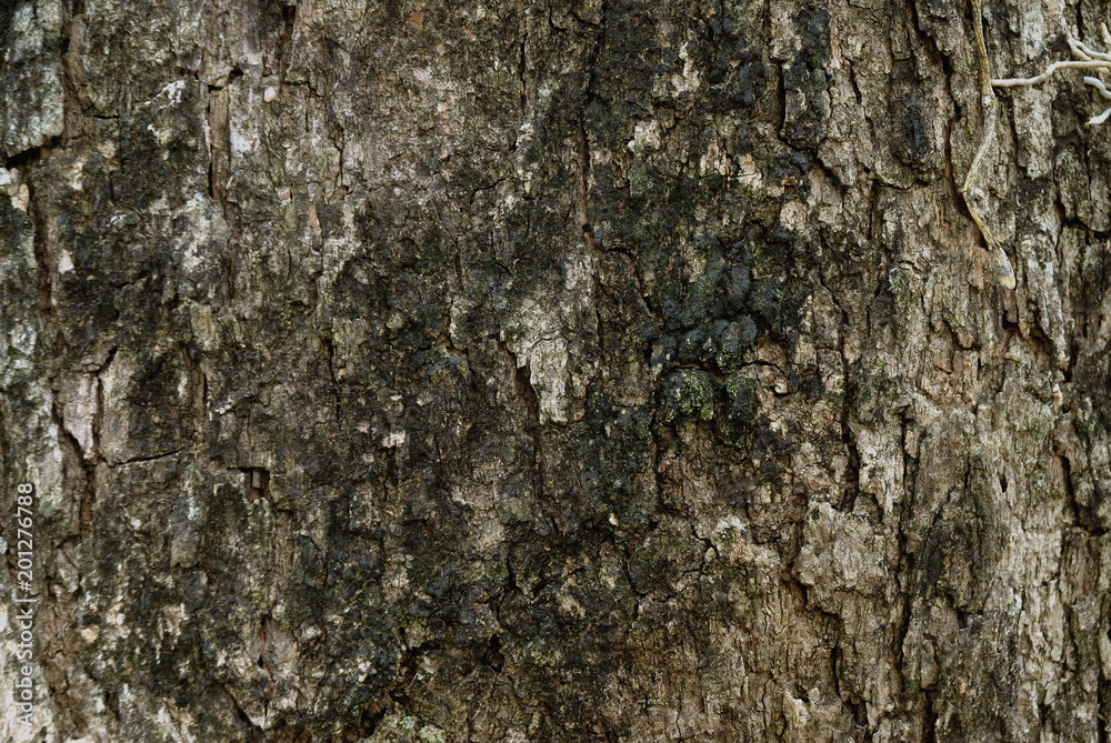 Tree bark texture background. Tree bark texture background.