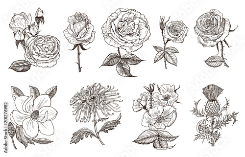 Set of Wedding botanical flowers in the garden or spring plant. Aster, dahlia with buds, peonies and roses, daffodils. Vector illustration. engraved hand drawn in old vintage sketch for card.