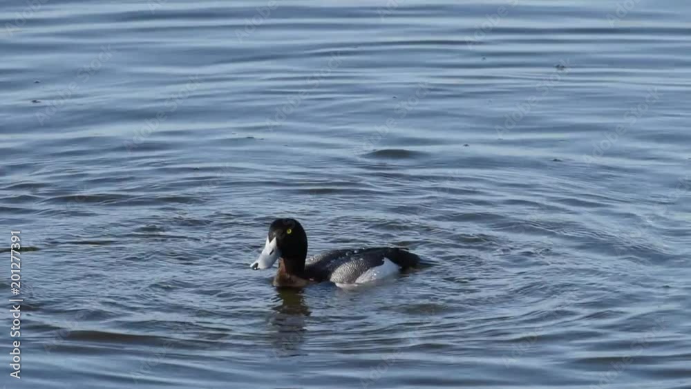 HD Video of a male Greater Scaup in breeding colors diving for food. A mid-sized diving duck, Greater scaup nest near water, typically on islands in northern lakes or on floating mats of vegetation. HD Video of a male Greater Scaup in breeding colors diving for food. A mid-sized diving duck, Greater scaup nest near water, typically on islands in northern lakes or on floating mats of vegetation.