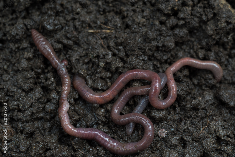 Earthworms in black soil of greenhouse. Macro Brandling, panfish, trout, tiger, red wiggler, Eisenia fetida..Garden compost and worms recycling plant waste into rich soil improver and fertilizer Earthworms in black soil of greenhouse. Macro Brandling, panfish, trout, tiger, red wiggler, Eisenia fetida..Garden compost and worms recycling plant waste into rich soil improver and fertilizer