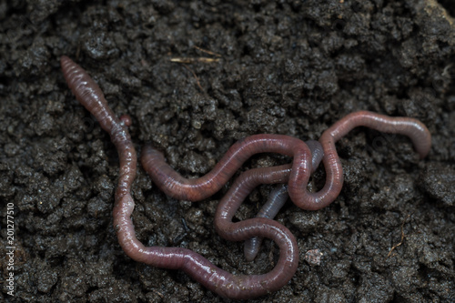 Earthworms in black soil of greenhouse. Macro Brandling, panfish, trout, tiger, red wiggler, Eisenia fetida..Garden compost and worms recycling plant waste into rich soil improver and fertilizer