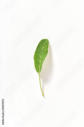 Green leaf white watercolor paper background Environment