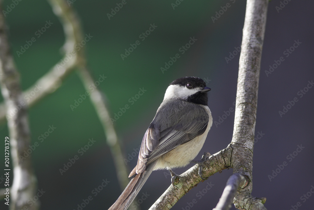 Fototapeta premium chickadee